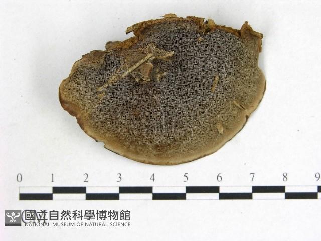 登錄號:F0020385藏品圖，第3張