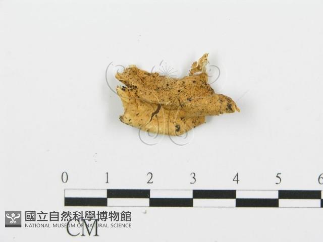 登錄號:F0006385藏品圖，第3張