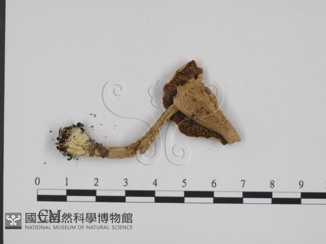 登錄號:F0016385藏品圖，第3張