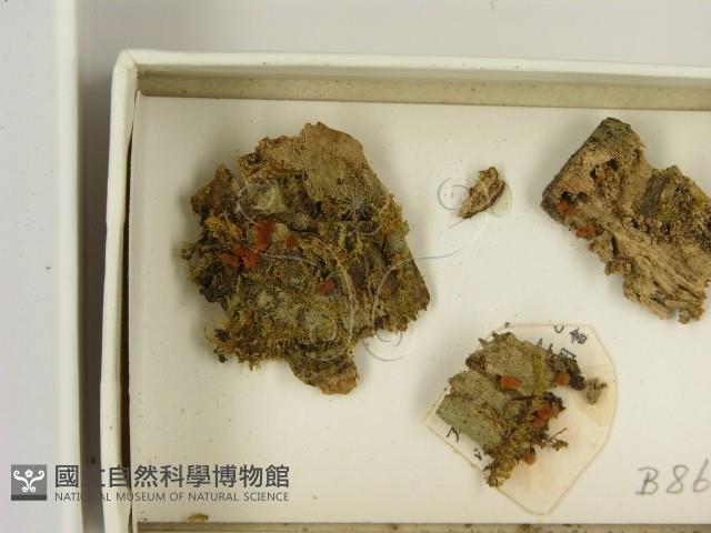 登錄號:F0021385藏品圖，第3張