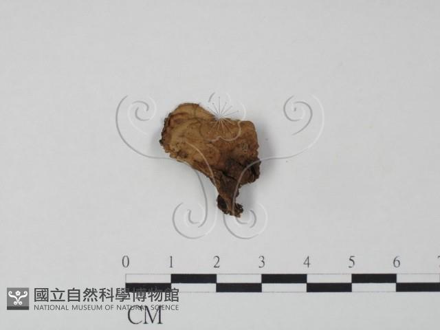 登錄號:F0011385藏品圖，第3張