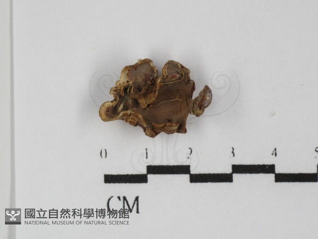 硬孔菌屬藏品圖，第3張