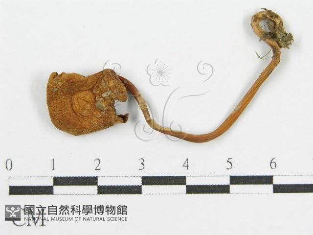 登錄號:F0014385藏品圖，第3張