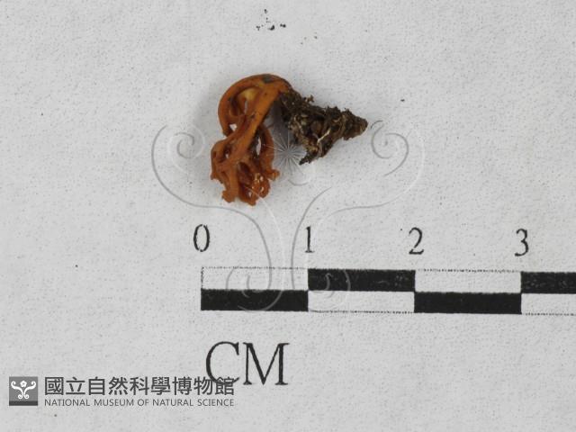 登錄號:F0027385藏品圖，第3張