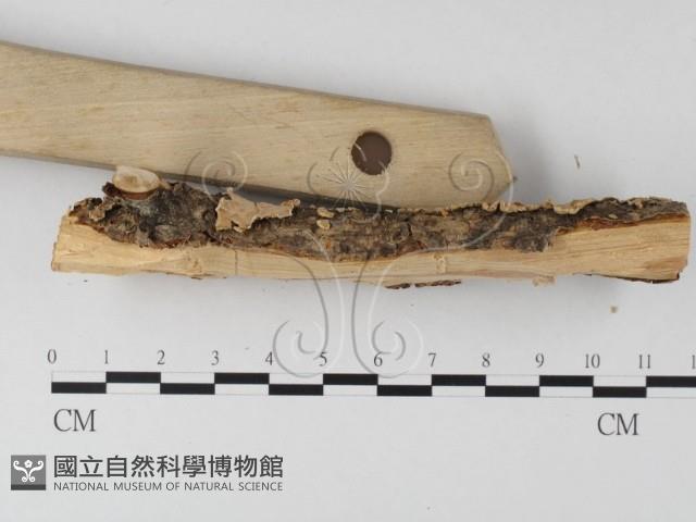 登錄號:F0025385藏品圖，第3張