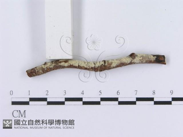 登錄號:F0009385藏品圖，第3張