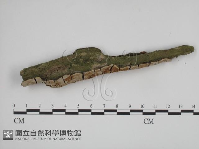 登錄號:F0019385藏品圖，第3張