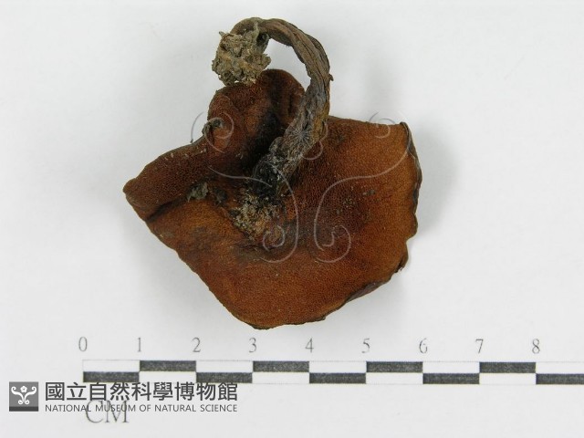 登錄號:F0003385藏品圖，第3張