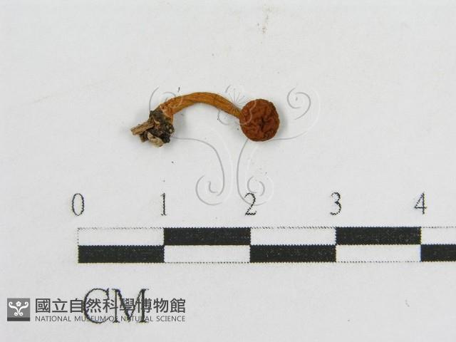 登錄號:F0013385藏品圖，第3張