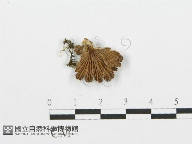 裂褶菌藏品圖，第3張