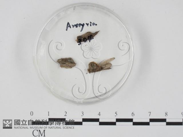 登錄號:F0005129藏品圖，第3張