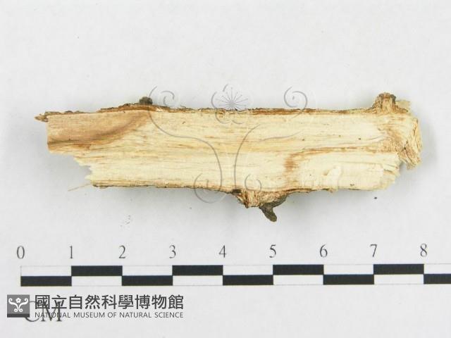 登錄號:F0009129藏品圖，第3張