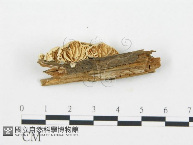 登錄號:F0006029藏品圖，第3張