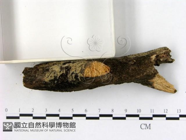 登錄號:F0001029藏品圖，第3張