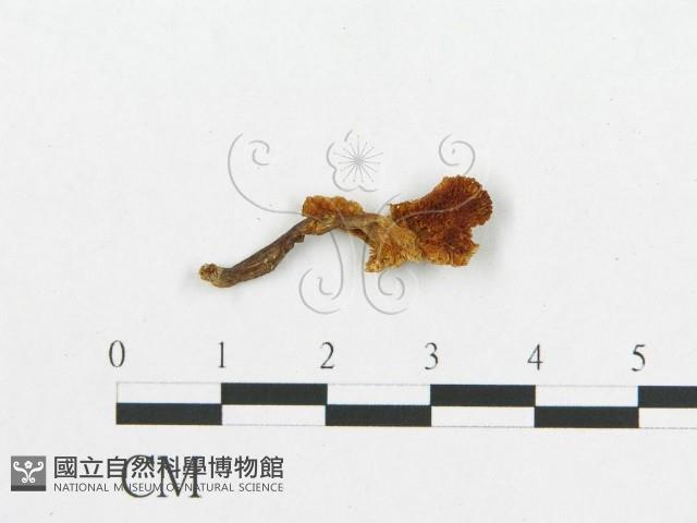 登錄號:F0007029藏品圖，第3張