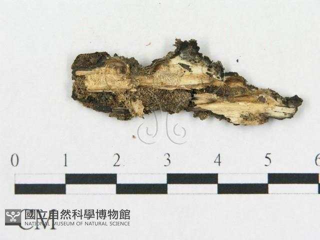 登錄號:F0019029藏品圖，第3張