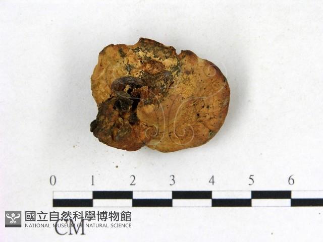 登錄號:F0008209藏品圖，第3張