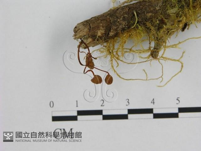 登錄號:F0001209藏品圖，第3張