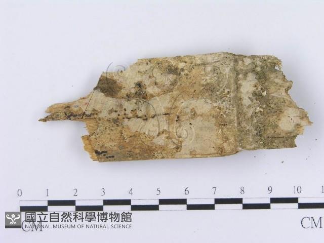 登錄號:F0004209藏品圖，第3張