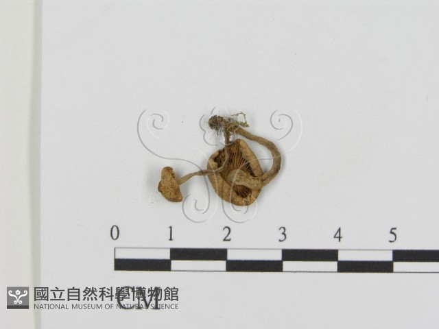 登錄號:F0014209藏品圖，第3張
