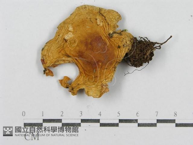 紅菇屬藏品圖，第3張