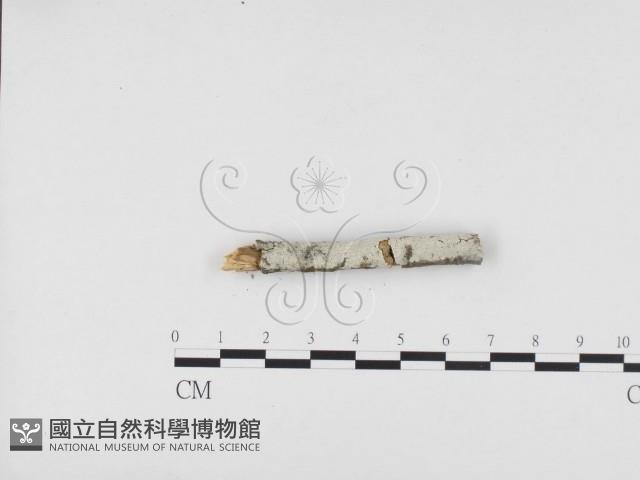 冇骨消絲齒菌藏品圖，第3張