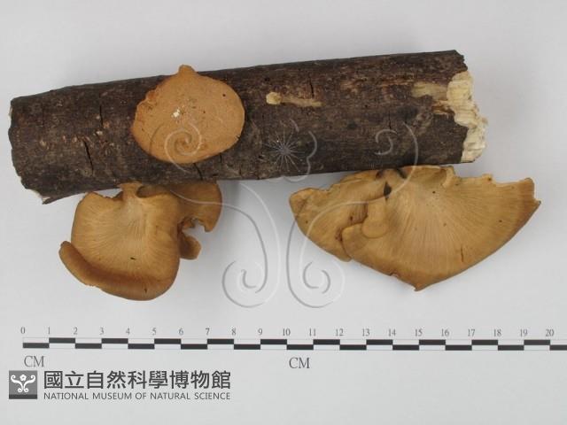 多孔菌屬藏品圖，第3張
