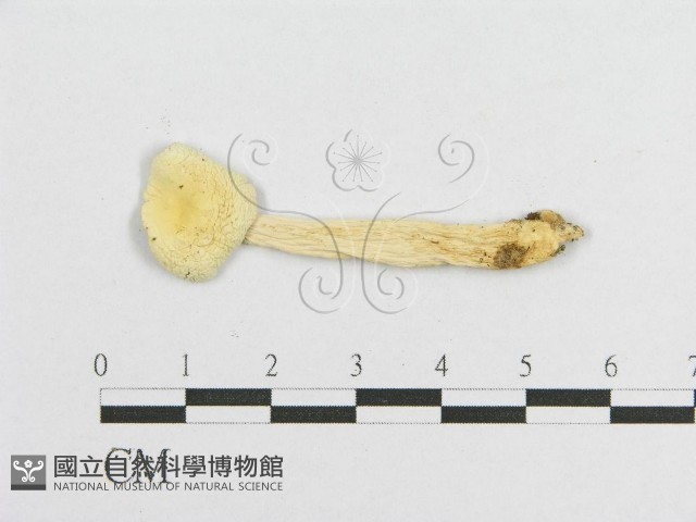 登錄號:F0008409藏品圖，第3張