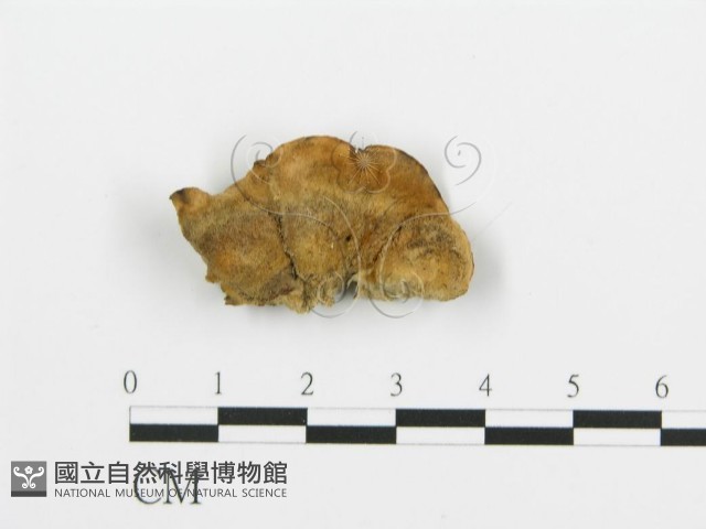 煙管菌藏品圖，第3張