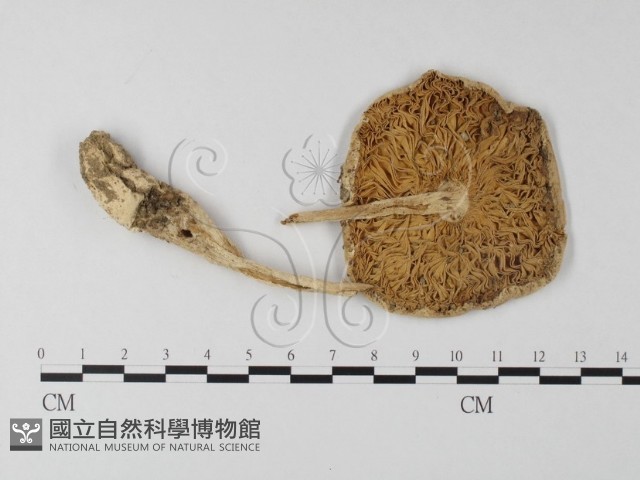 登錄號:F0004409藏品圖，第1張