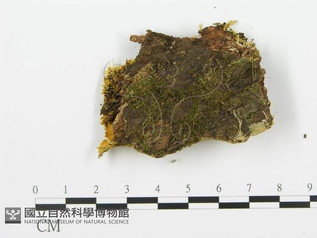 登錄號:F0009409藏品圖，第3張