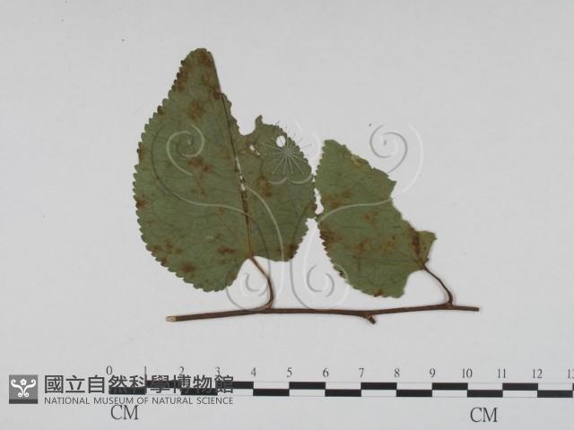 登錄號:F0019409藏品圖，第3張