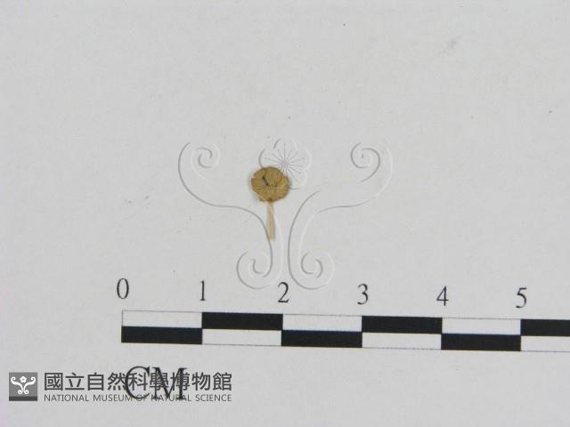 小菇屬藏品圖，第3張