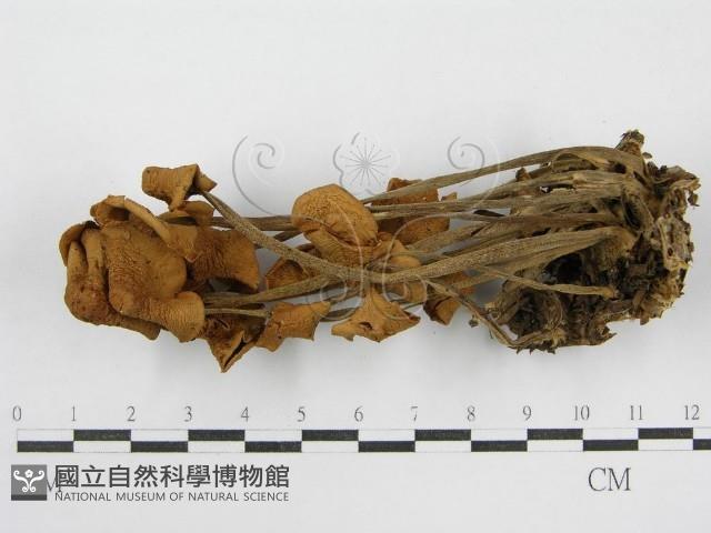 登錄號:F0008509藏品圖，第3張