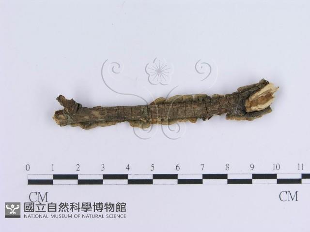 登錄號:F0004509藏品圖，第3張