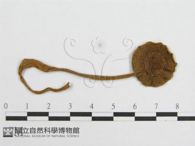 登錄號:F0007509藏品圖，第3張