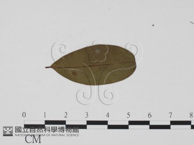 登錄號:F0019509藏品圖，第3張