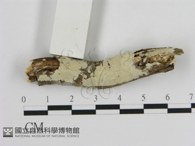 登錄號:F0000109藏品圖，第3張