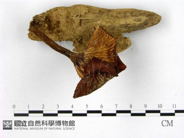 登錄號:F0010109藏品圖，第3張