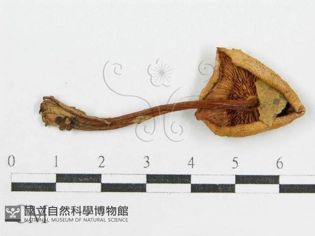 登錄號:F0016109藏品圖，第3張