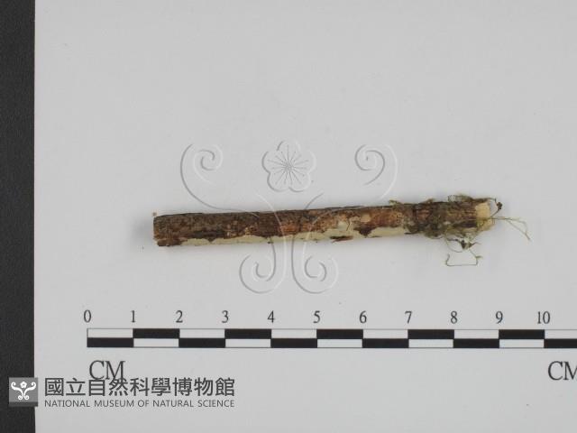 登錄號:F0001109藏品圖，第3張