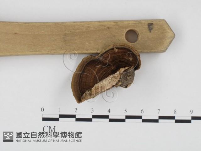 登錄號:F0024109藏品圖，第3張