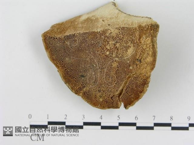 登錄號:F0014109藏品圖，第3張