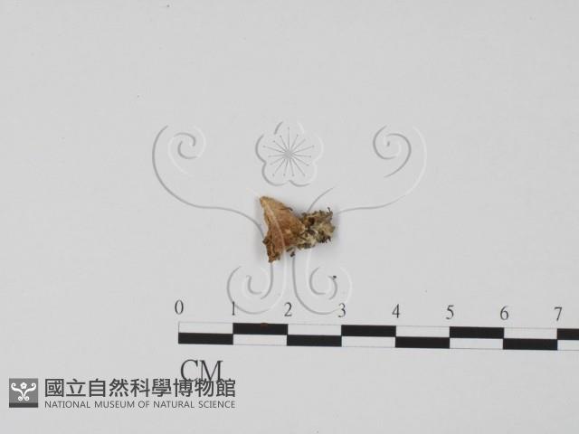登錄號:F0002109藏品圖，第3張
