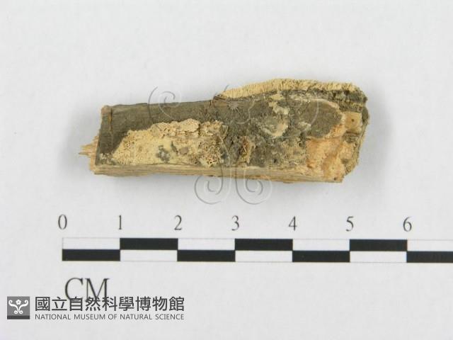 登錄號:F0007109藏品圖，第3張