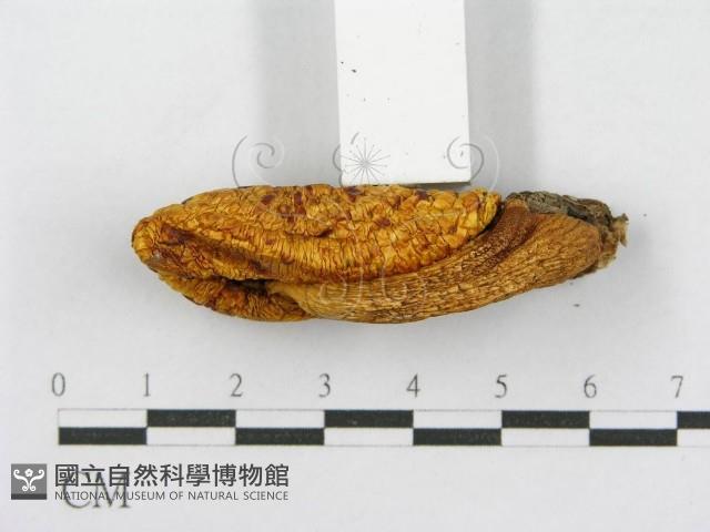 登錄號:F0017109藏品圖，第3張