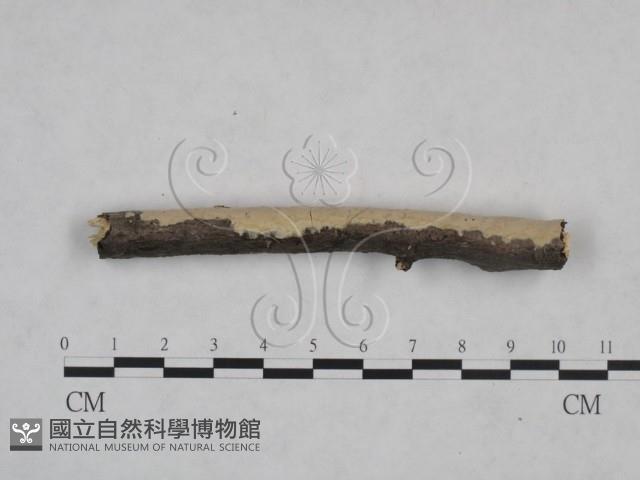 登錄號:F0025109藏品圖，第3張