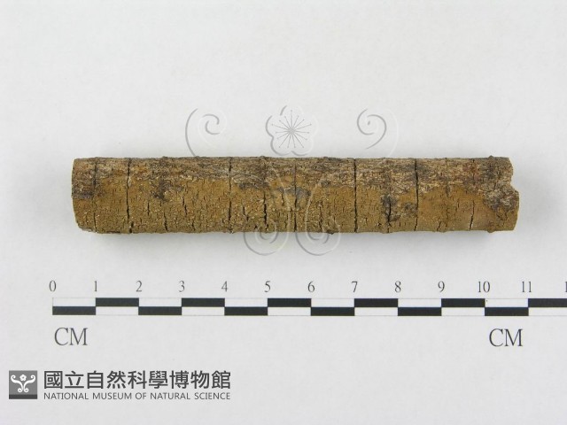 登錄號:F0005109藏品圖，第3張