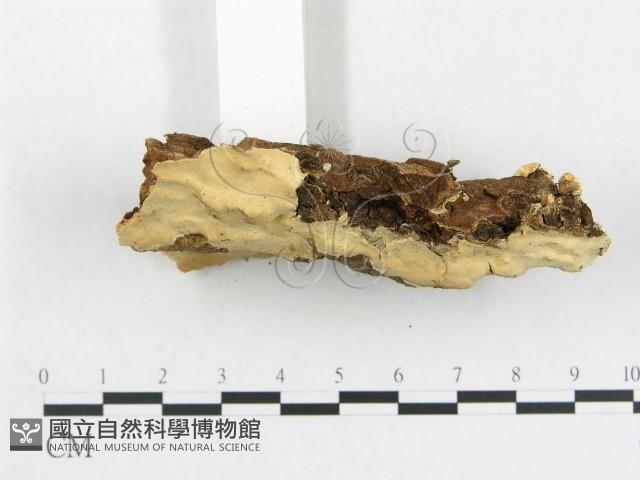 登錄號:F0009109藏品圖，第3張