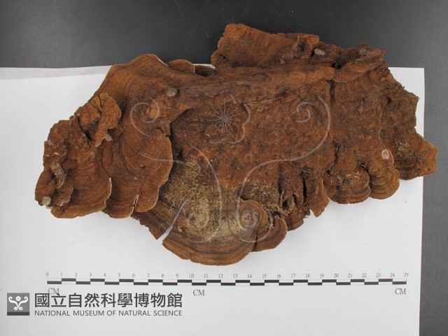 登錄號:F0003109藏品圖，第3張